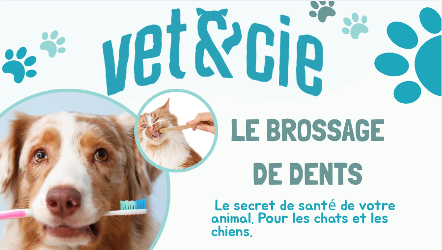 Chien souriant