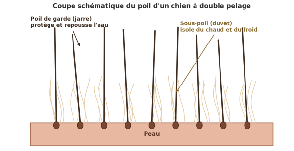 Sous-poil