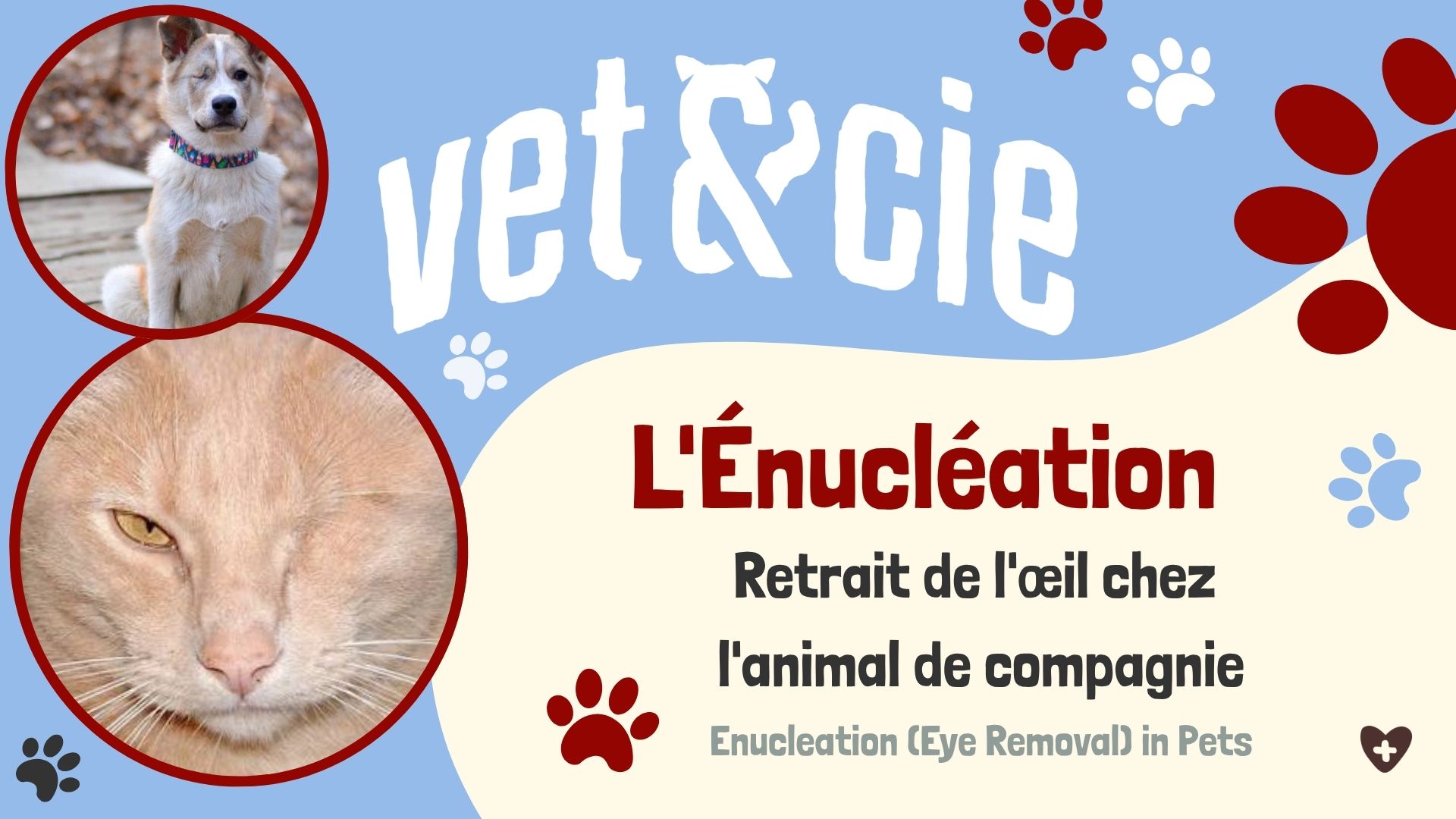 Chien après une énucléation