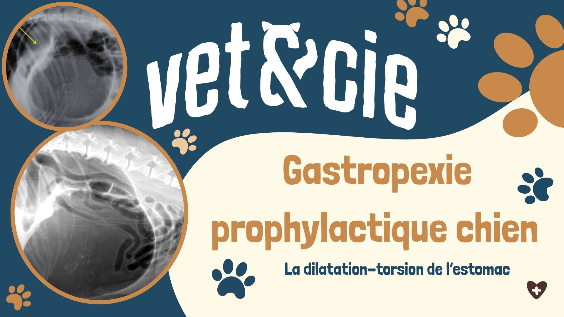 Gastropexie prophylactique chez le chien - Vét et Cie