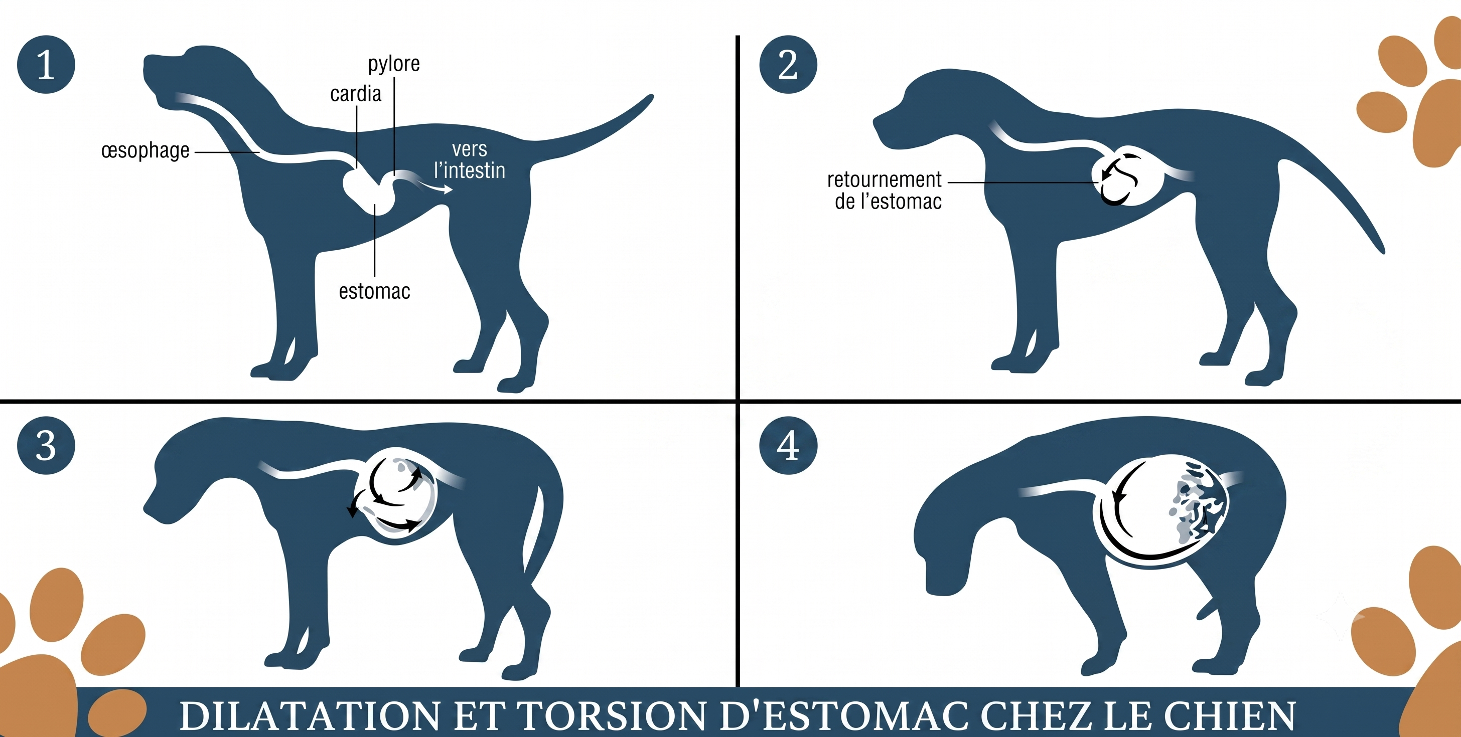 Schéma de la dilatation et torsion de l'estomac chez le chien