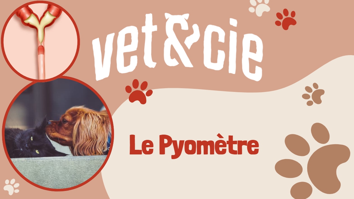 Le Pyomètre chez le Chien et le Chat - Vét & Cie