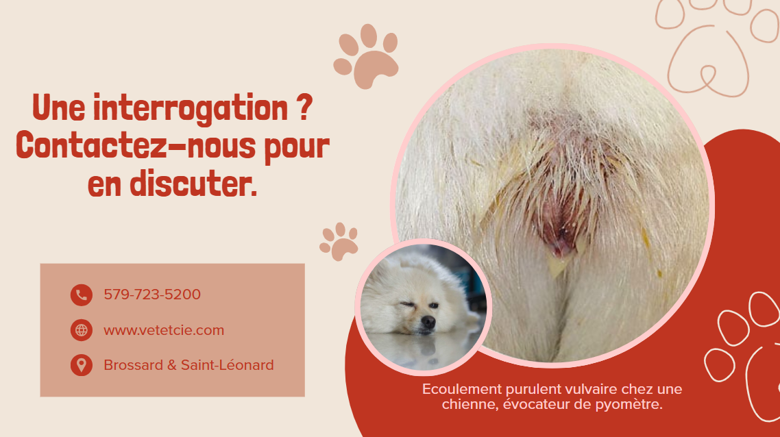 Écoulement purulent vulvaire